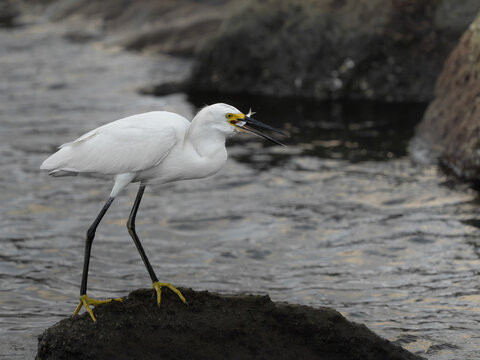 Snowy egret in a natural coastal wetland