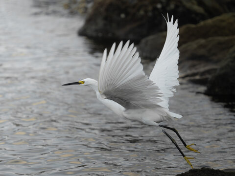 Snowy egret in a natural coastal wetland