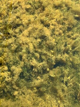 yellow green nature algae foliage flora autumn leaves 2/4