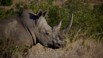 Rhinoceros profile © Paige
