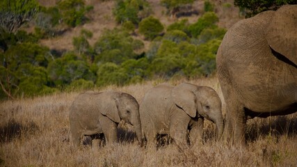 African elephant calves walking beside adult elephant © Paige