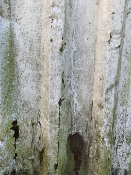 white green moldy algae wall with grime and dirt grunge distressed 