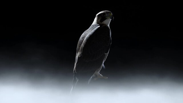 Falcon perched above dense fog in a dark setting with white head and dark feathers