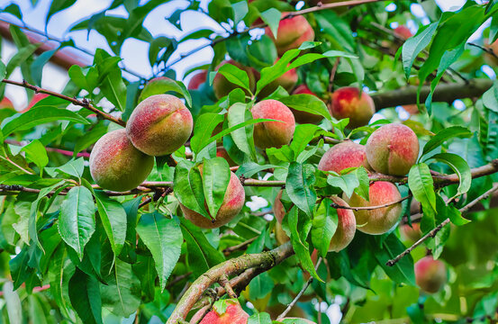 a branch of a peach tree with ripening fruit