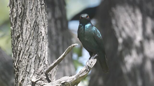 a front view of a cape starling perching in a tree at etosha national park in namibia, africa