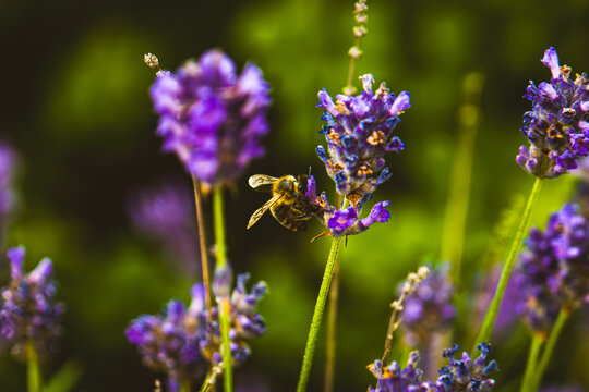 Close-up photo of a bee on a flower