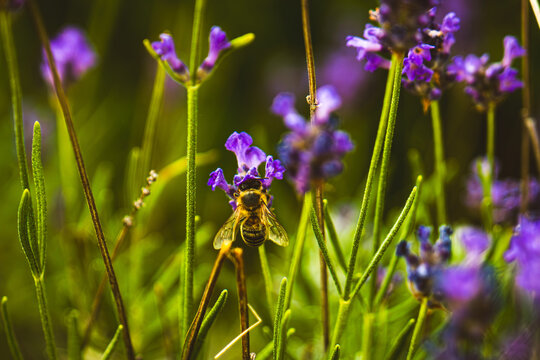 Close-up photo of a bee on a flower