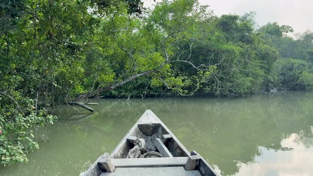 Boat POV Entering Narrow Mangrove Creek in the Sundarbans, Bangladesh