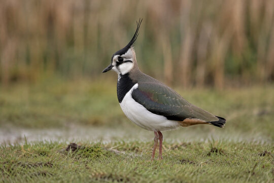 Northern lapwing standing in wet meadow, wildlife and grassland habitat concept