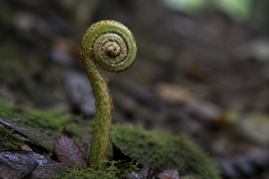Involute fern fiddlehead in forest moss, growth and nature renewal concept