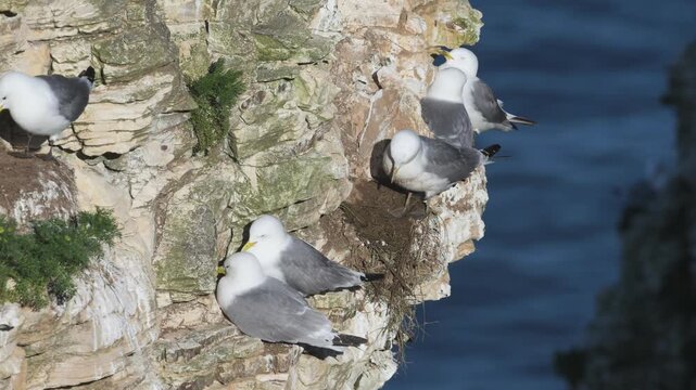 Colony of  Black-legged Kittiwake, Rissa tridactyla, birds in flight over cliffs, Bempton Cliffs, North Yorkshire, England	
