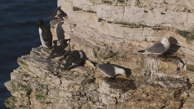 Colony of  Black-legged Kittiwake, Rissa tridactyla and Guillemot, Uria Aalge on cliffs, Bempton Cliffs, North Yorkshire, England	
