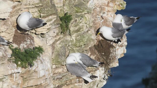 Colony of  Black-legged Kittiwake, Rissa tridactyla, birds in flight over cliffs, Bempton Cliffs, North Yorkshire, England	
