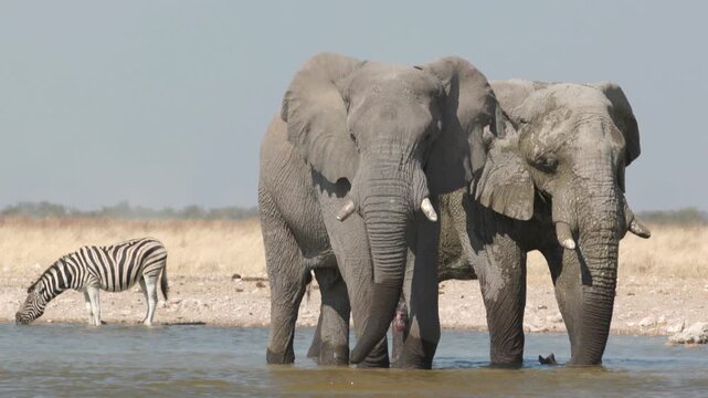a herd of african elephants drinking from gemsbokvlatke waterhole at etosha national park in namibia, africa