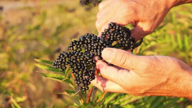 Farmer harvesting ripe black elderberries in a sunny field