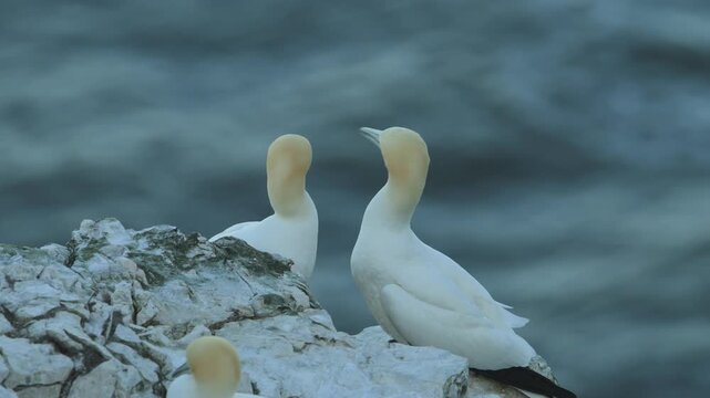 Pair of Northern gannet, Morus bassanus, Bempton Cliffs, Yorkshire, England