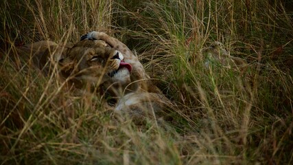 African lionesses grooming cubs in tall grass in Tanzania  © Paige