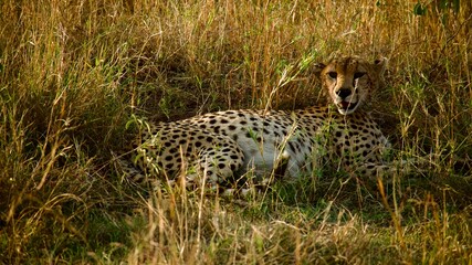Cheetah resting in tall grass on African savanna in Tanzania  © Paige