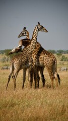 Group of giraffes standing together on African savanna in Tanzania  © Paige