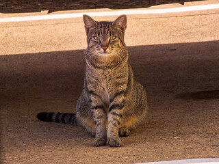portrait of a cat © Dennis