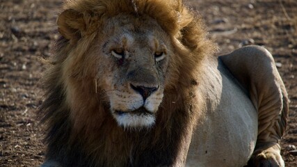 Male African lion resting in close-up portrait in Tanzania  © Paige