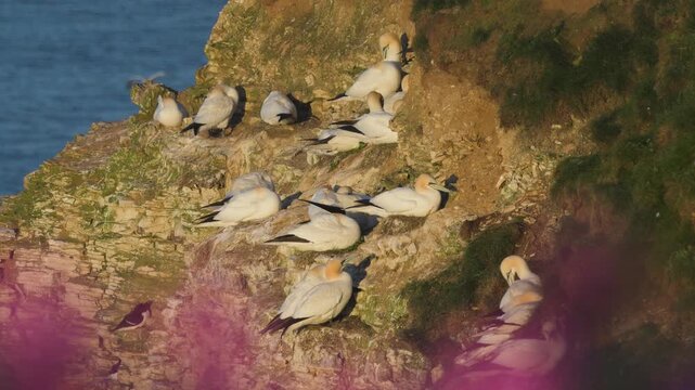 Colony of Northern gannet, Morus bassanus, Bempton Cliffs, Yorkshire, England