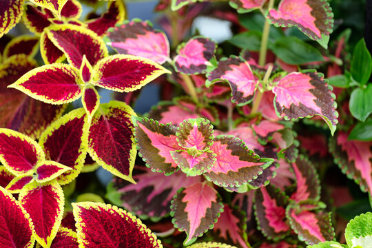 Filled frame of summer seasonal colorful leaf ferns in full bloom for lovely home garden display
