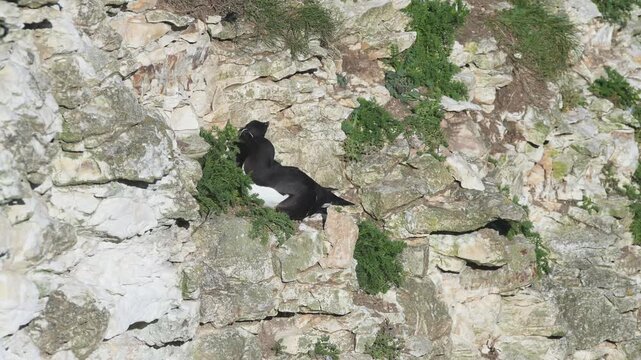 Razorbill, Alca torda, Bempton Cliffs, Yorkshire, England