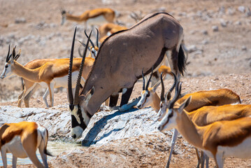 Silver Antelope in Etosha National Park, © torsti