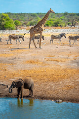 Small elephant big giraffe © torsti