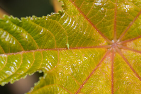 Green leafhopper insect resting on a plant leaf