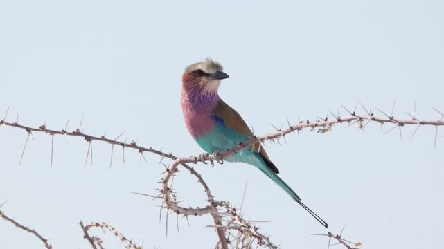a lilac-breasted roller perching on a thorny acacia branch at etosha national park in namibia, africa