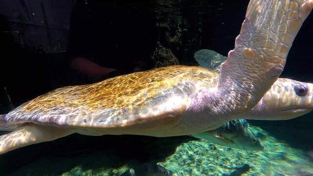 Close-up underwater footage of a sea turtle swimming through a large aquarium tank, with tropical fish moving alongside it. Detailed view of the turtle's shell, flippers and face