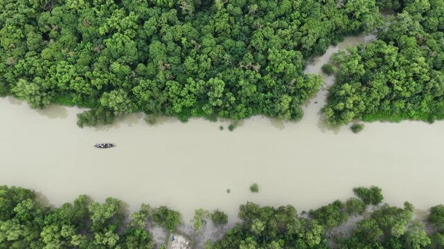 Aerial View of Boat on River Through Dense Sundarbans Mangrove Forest in Bangladesh