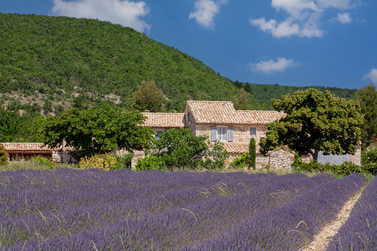 Lavendelfeld in der Provence