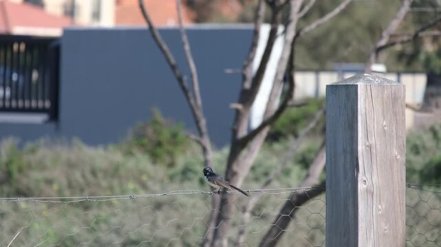 A Willie Wagtail perching on a wire boundary fence along a suburban fringe reserve,&nbsp; with a busy main road, passing traffic blurred in the background in Point Cook, Melbourne, Australia.