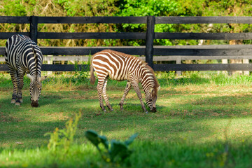 Naklejka premium Liberty Acres Animal Haven & Equine Rescue