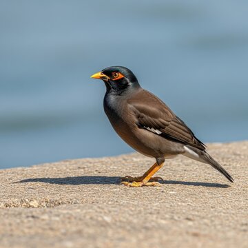 Common Myna Bird Standing on Concrete Near Water.