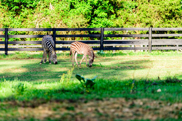 Naklejka premium Liberty Acres Animal Haven & Equine Rescue