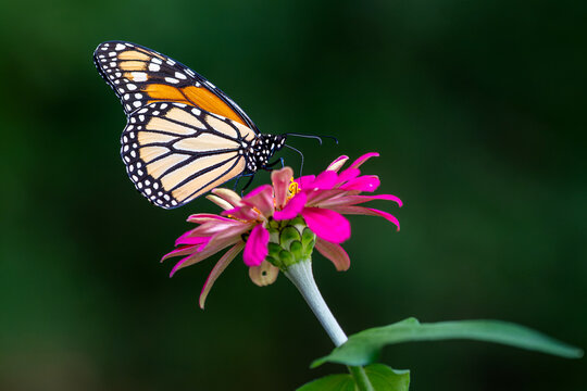 Monarch Butterfly is collecting nectar on Pink Zinnia