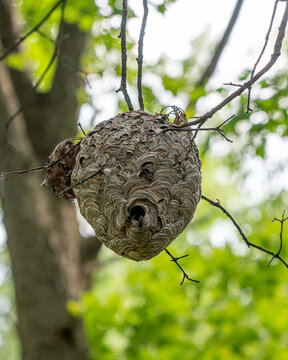 Bald-Faced Hornet Nest is Suspended in Tree, with some bees flying around