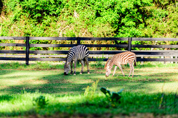 Naklejka premium Liberty Acres Animal Haven & Equine Rescue