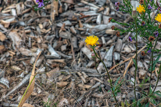 Single Yellow Hawkweed Flower in Autumn Garden