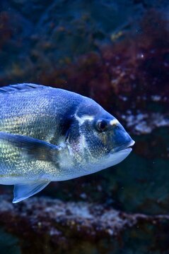 Detailed macro close-up photograph of the head and face of a Gilthead seabream (Sparus aurata) in deep blue water, showing intricate scales, clear eye details, and a dark blurred background.