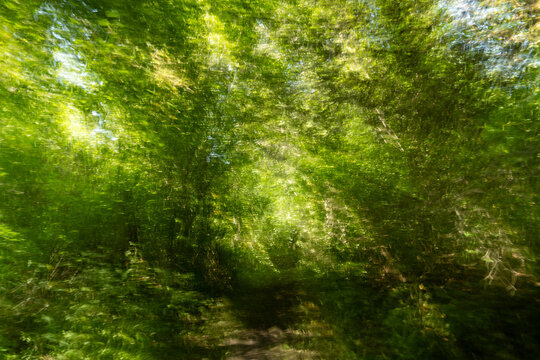 Natural abstract background of forest with light coming through the bright green leaves

