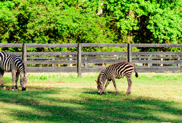 Naklejka premium Liberty Acres Animal Haven & Equine Rescue