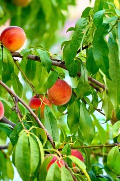 A close-up view of fresh, ripe peaches with red and yellow skin hanging abundantly on a fruit tree branch, surrounded by lush green leaves on a bright summer day.