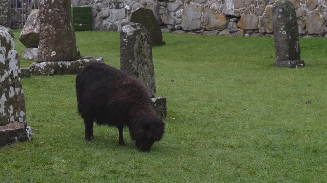 Faroese sheep with dark wool grazing on lush green grass among ancient gravestones. A traditional rural scene from the Faroe Islands