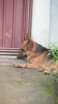 German Shepherd Dog, Kelaniya, Sri Lanka.