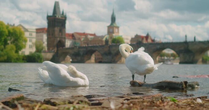 Two swans preening beside Charles Bridge on Prague riverside, capturing peaceful travel charm along the Vltava River